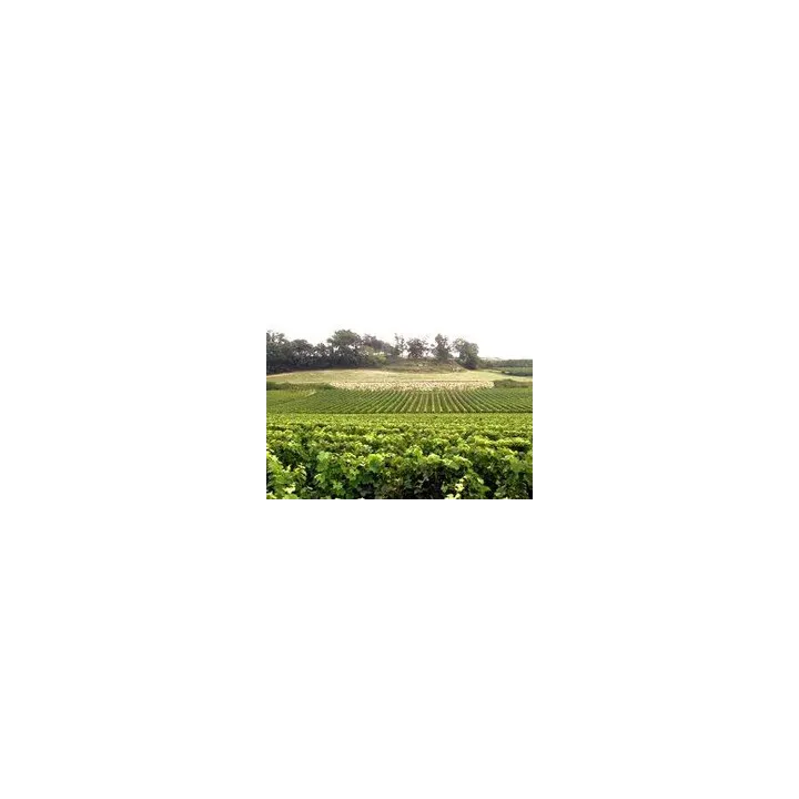 Vieux Château Saint André 2012