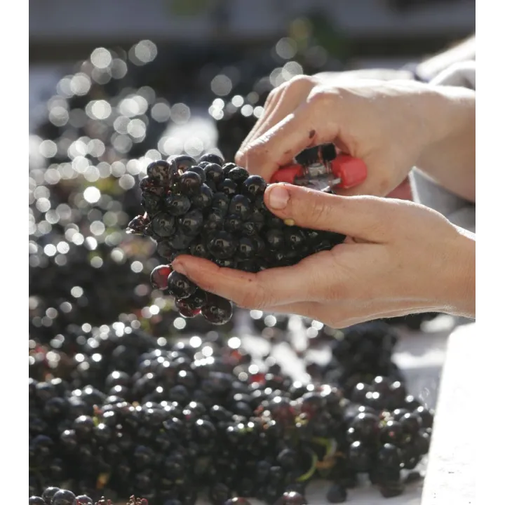 Volnay Santenots 1er Cru 2013