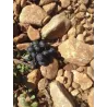 Château des Crès Ricards Alexaume 2014