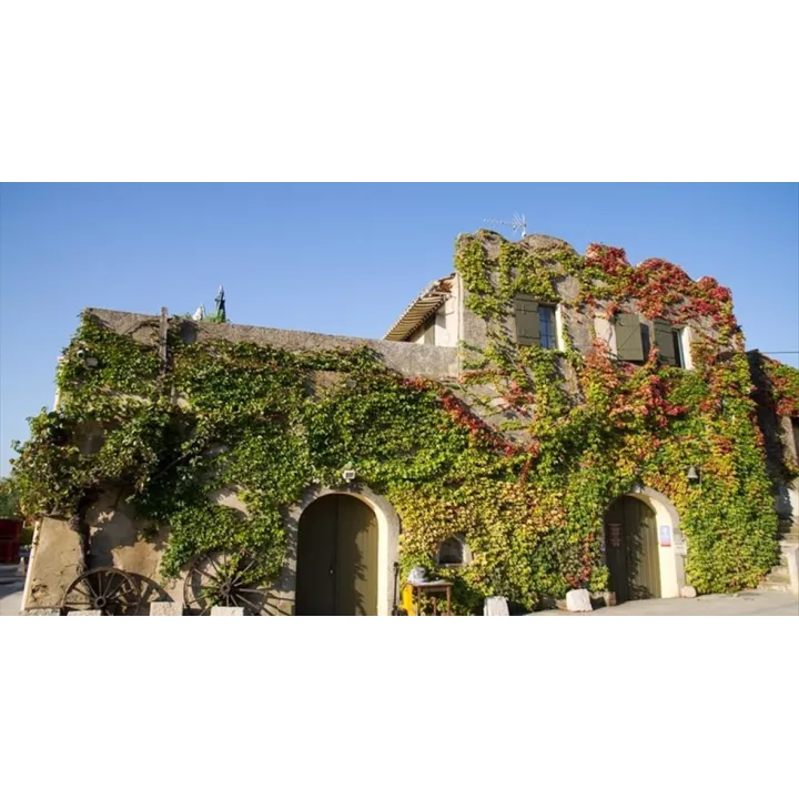 Château Salettes - VERDARAIL Rouge 2016 (50cl)