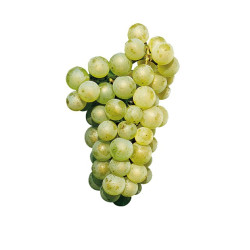 Jus Raisin Blanc Sauvignon 33cl