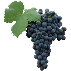 Jus Raisin Rosé Cabernet 33cl