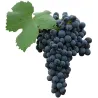 Jus Raisin Rosé Cabernet 33cl