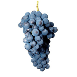 Jus Raisin Rouge Syrah 33cl