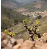 En Silence - Saint-Chinian 2016