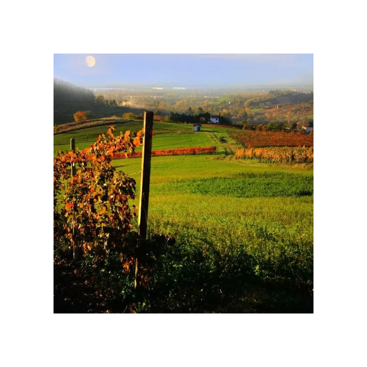 Boira' - Sangiovese Rosso Marche IGT BIO 2017