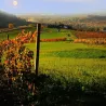 Boira' - Sangiovese Rosso Marche IGT BIO 2017