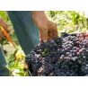 Champagne Baudry Brut Héritage