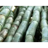 ABELHA Silver Organic Cachaça 39%