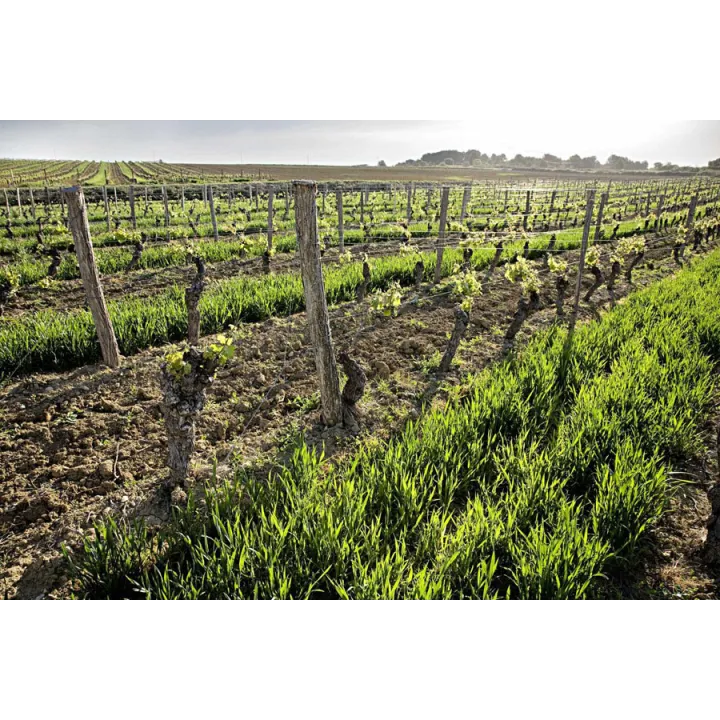 Château Ferrandière Jérémie - "Les Laisses "Corbières 2017