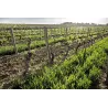 Château Ferrandière Jérémie - "Les Laisses "Corbières 2017