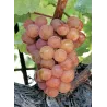 Gewürztraminer - "Vallée Noble" Bio 2018