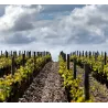 Château d'Armailhac 2016