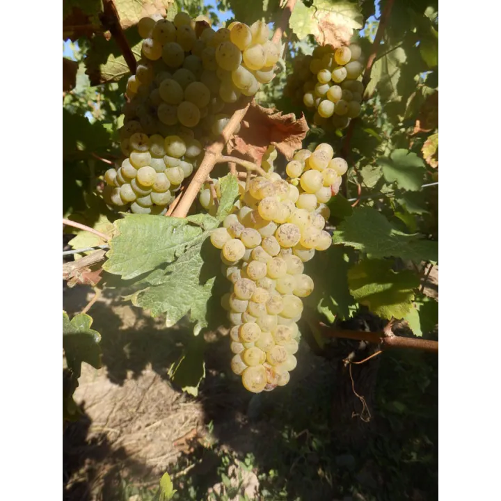 L'Enthousiasme Savennières 2018