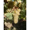 L'Enthousiasme Savennières 2018