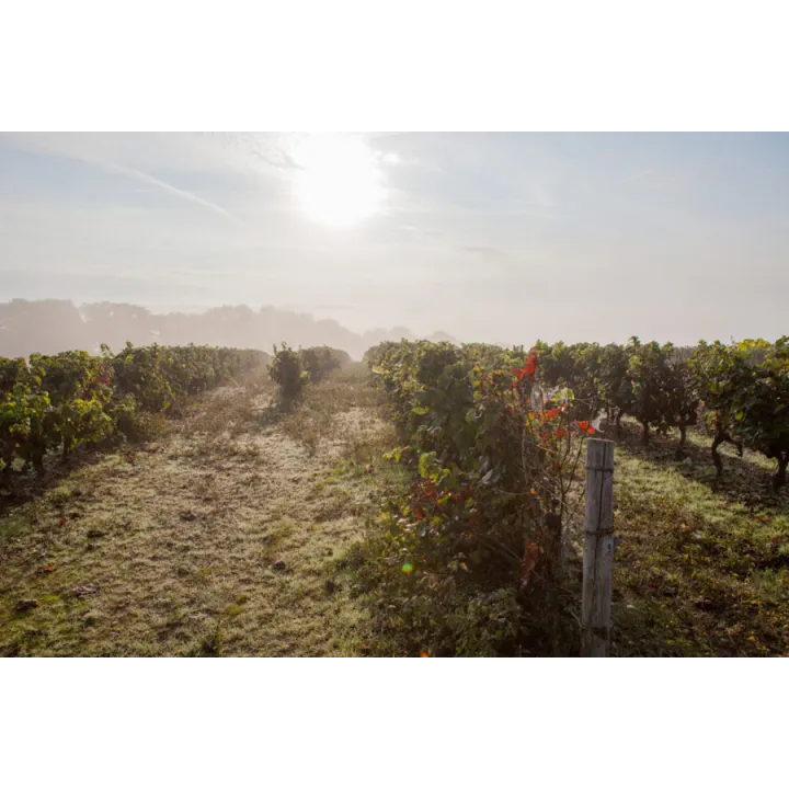 La Guinguette Côteaux du Loir (Bio) 2018