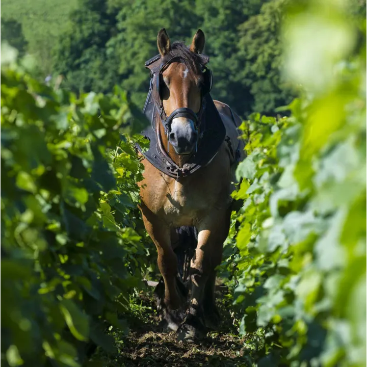 Louis Max - Nuits Saint-Georges 1er Cru "Les Damodes" 2015