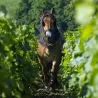 Louis Max - Nuits Saint-Georges 1er Cru "Les Damodes" 2015