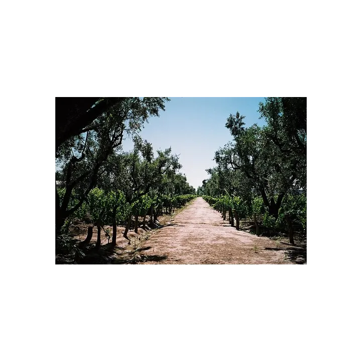 Ariès de Casa Magrez - 2019