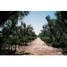 Ariès de Casa Magrez - 2019