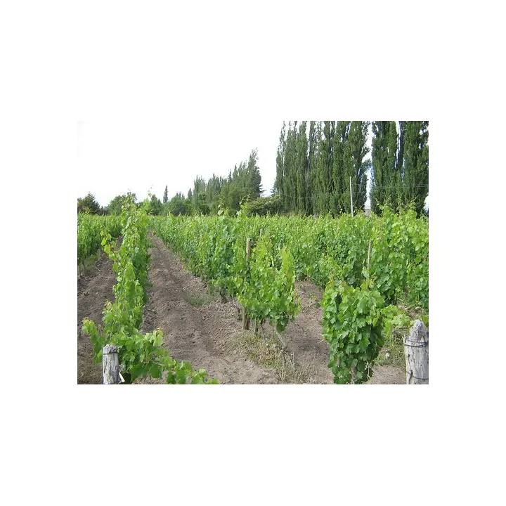 Ariès de Casa Magrez - 2019