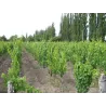 Ariès de Casa Magrez - 2019