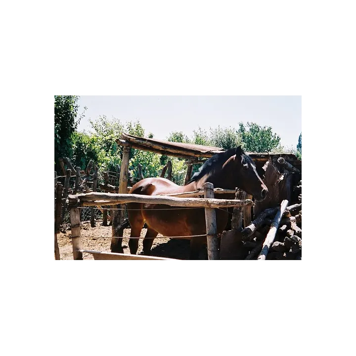Ariès de Casa Magrez - 2019