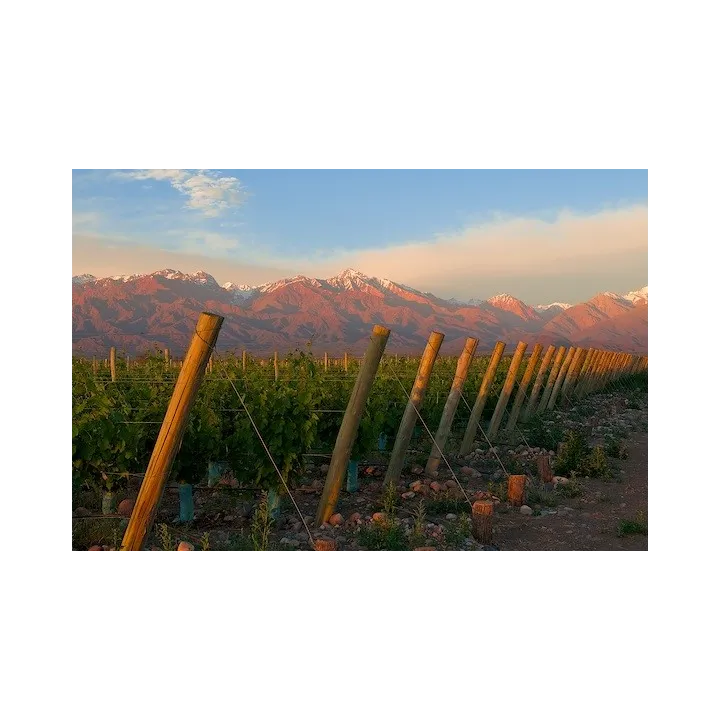 Ariès de Casa Magrez - 2019