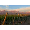 Ariès de Casa Magrez - 2019