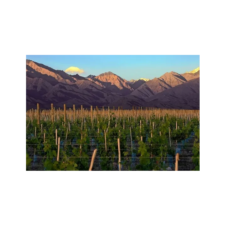 Ariès de Casa Magrez - 2019