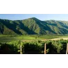 Veramonte Chardonnay Bio 2018