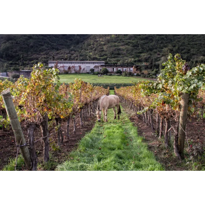 Orzada - Carignan Bio 2018