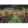 Orzada - Carignan Bio 2018