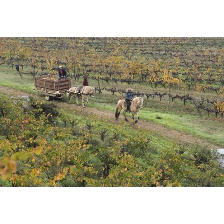 Orzada - Carignan Bio 2018