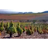 La Vendimia - Rioja 2018