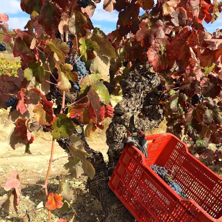 Viña Almate - Tierra de Castillon 2019