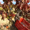 Viña Almate - Tierra de Castillon 2019