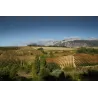 Daimon Tinto - Rioja 2018