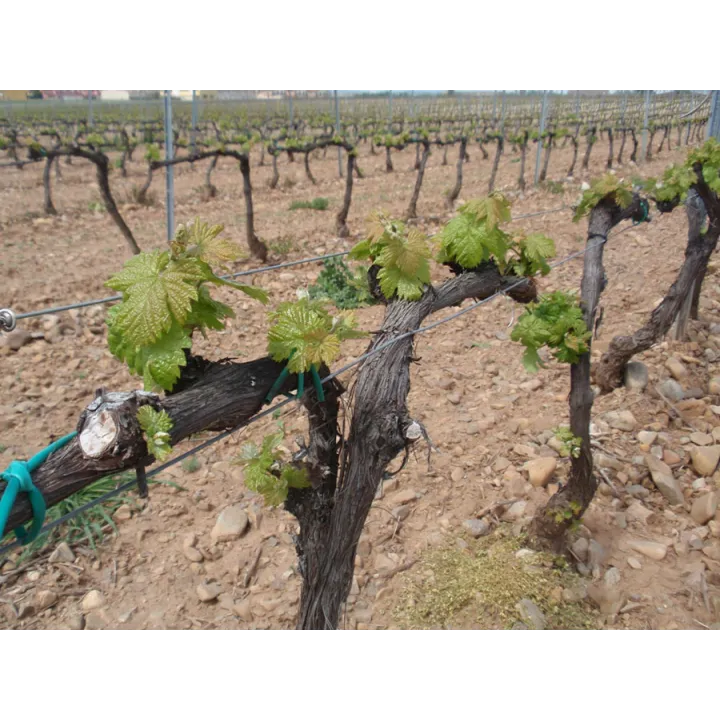 Daimon Tinto - Rioja 2018