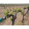 Daimon Tinto - Rioja 2018