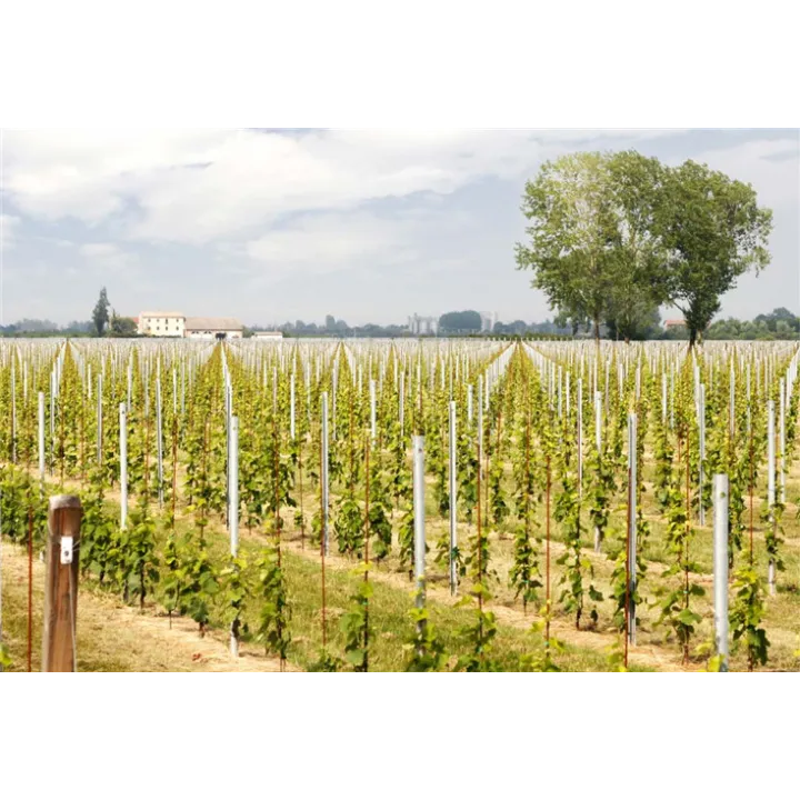 Corte Ottone - Brindisi DOC Riserva 2017