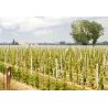 Corte Ottone - Brindisi DOC Riserva 2017