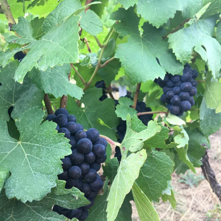Champagne Goulin-Roualet Brut Blanc de Noirs 1er Cru