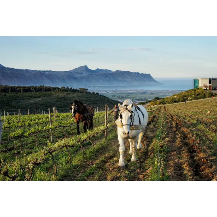 False Bay Bush Vine Pinotage 2020