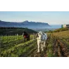 False Bay Bush Vine Pinotage 2020