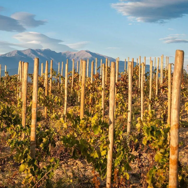 Barrique Rouge "Serge" - Côtes du Roussillon Villages 2019