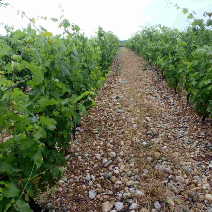 Un Grain de Folie - VDF Rosé 2021