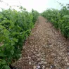 Un Grain de Folie - VDF Rosé 2021