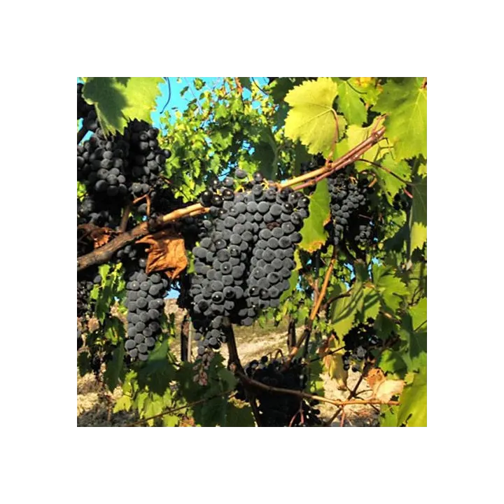 Tor del Colle - Sangiovese di Romagna DOC Riserva 2016
