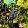Tor del Colle - Sangiovese di Romagna DOC Riserva 2016